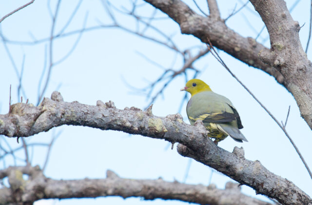 Madagascar Green Pigeon