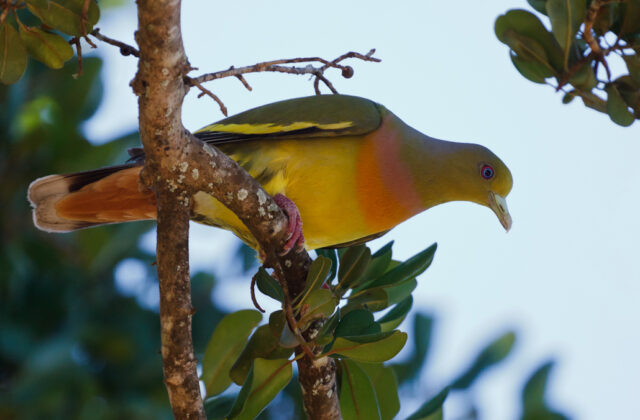 Orange-breasted Green Pigeon
