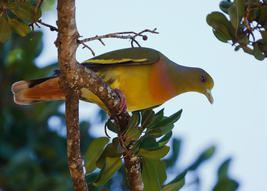 Orange-breasted Green Pigeon