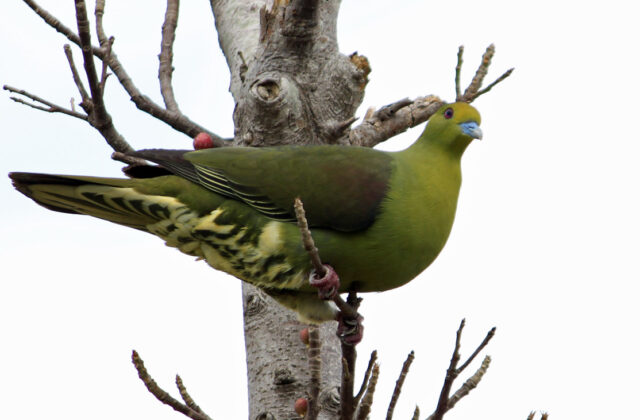 Ryukyu Green Pigeon