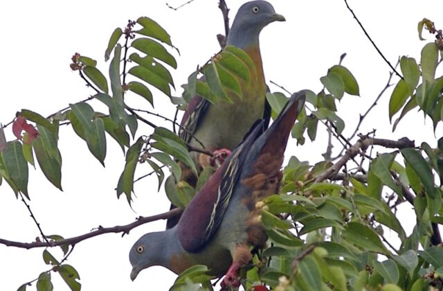 Little Green Pigeon