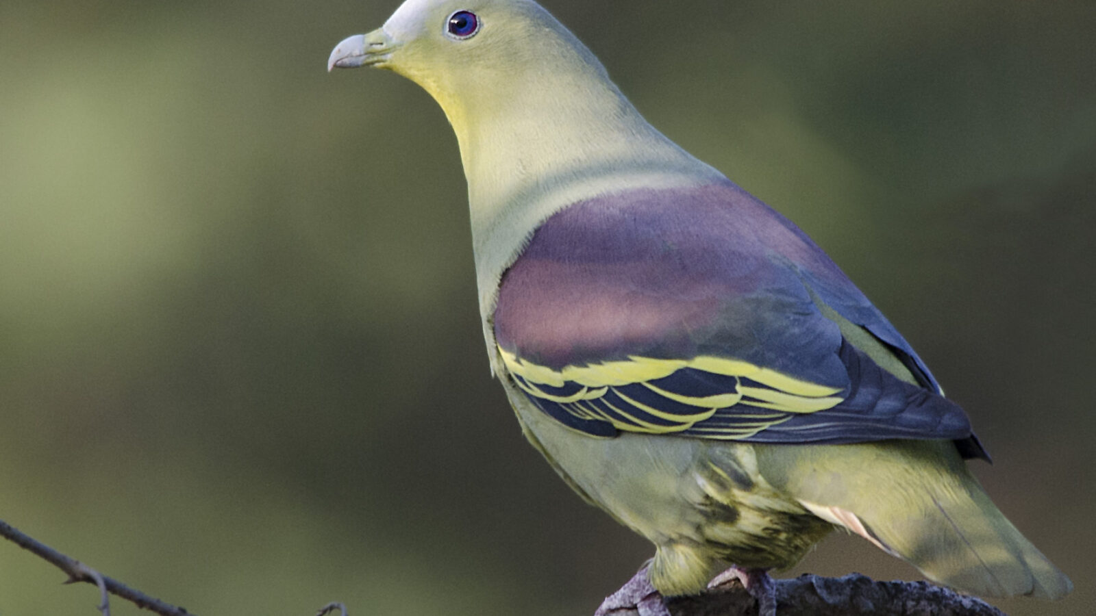 Grey-fronted Green Pigeon