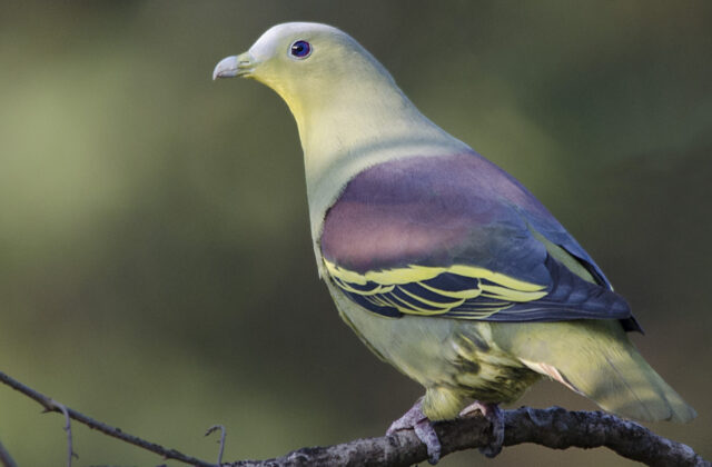 Grey-fronted Green Pigeon