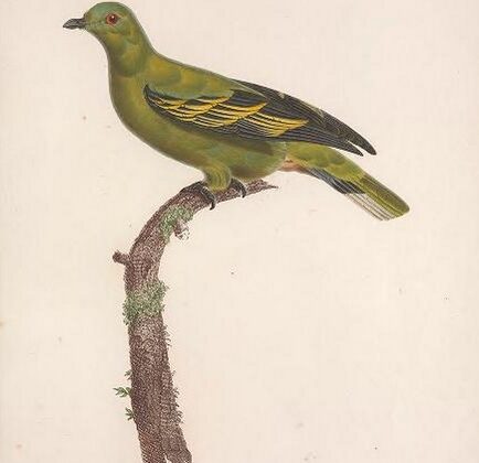 Timor Green Pigeon