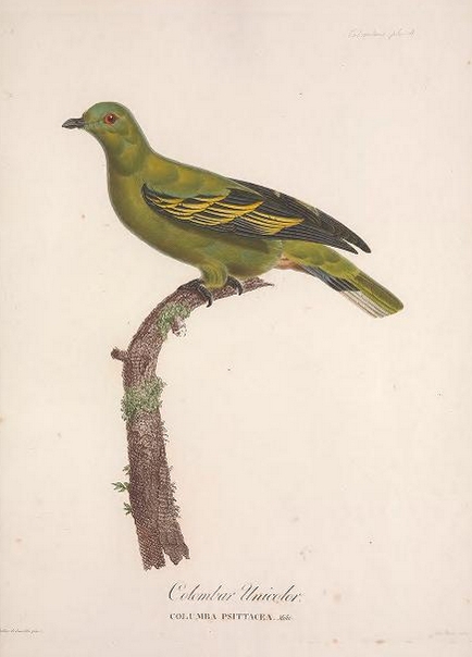 Timor Green Pigeon