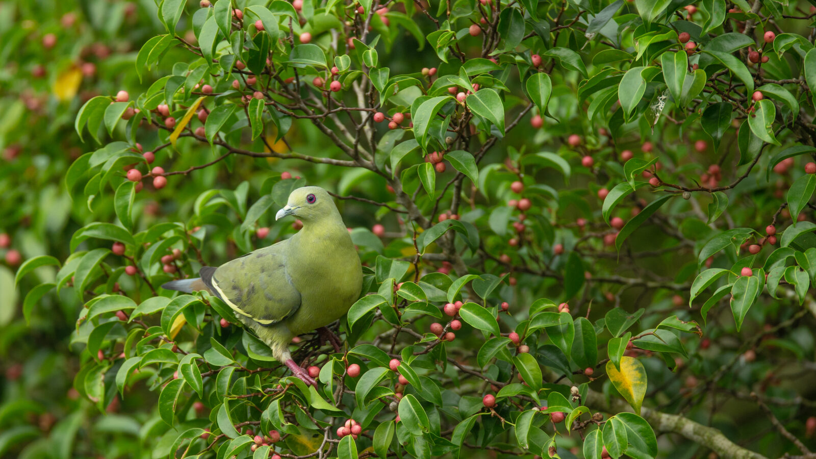 Pink-necked Green Pigeon