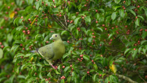 Pink-necked Green Pigeon