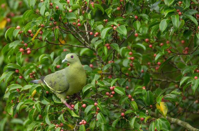 Pink-necked Green Pigeon
