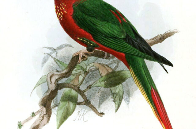 Fairy Lorikeet
