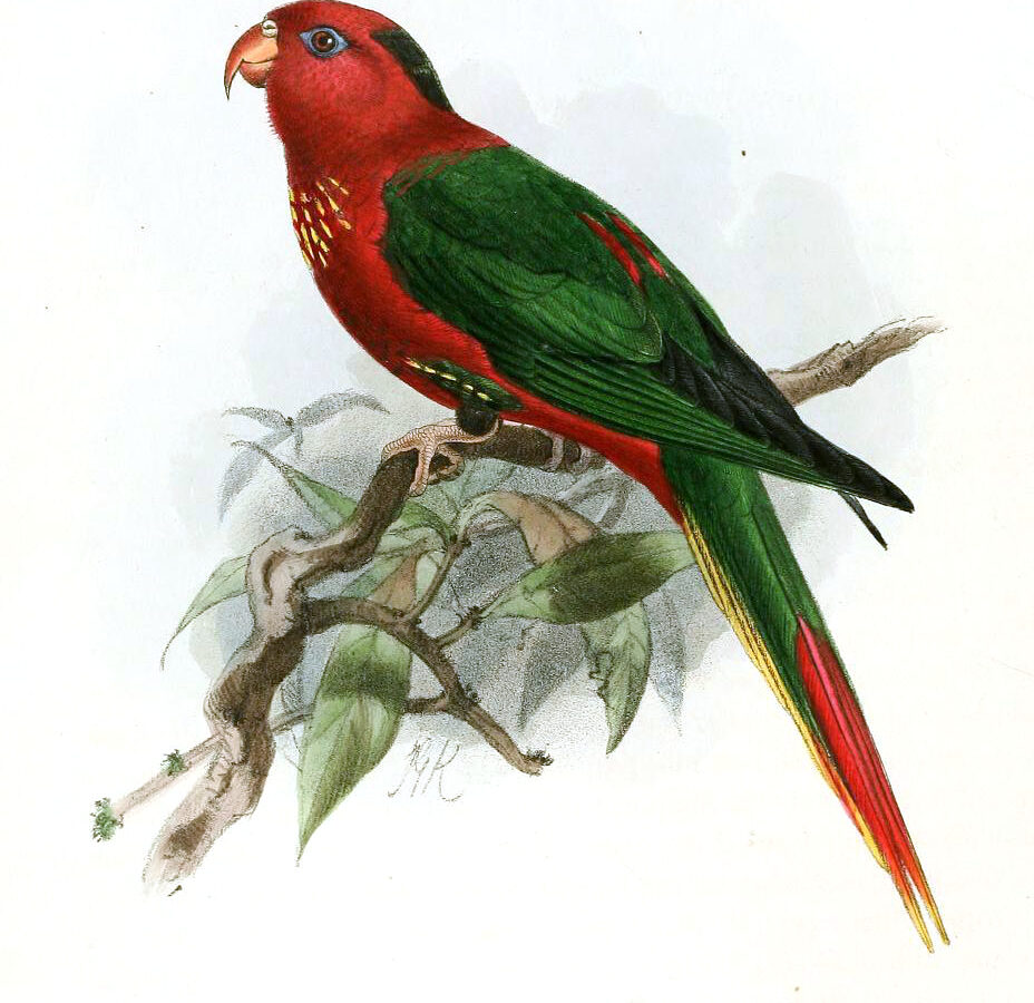 Fairy Lorikeet
