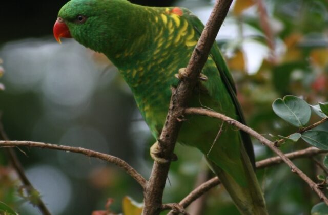 Scaly-breasted Lorikeet
