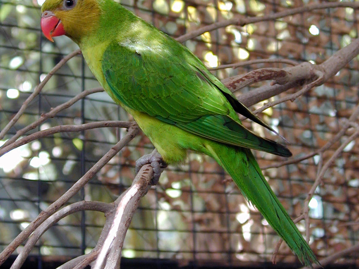 Olive-headed Lorikeet