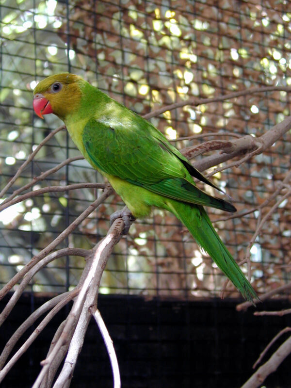 Olive-headed Lorikeet