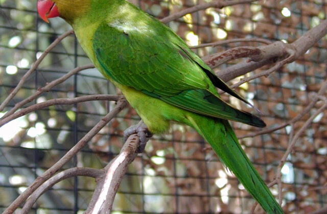 Olive-headed Lorikeet