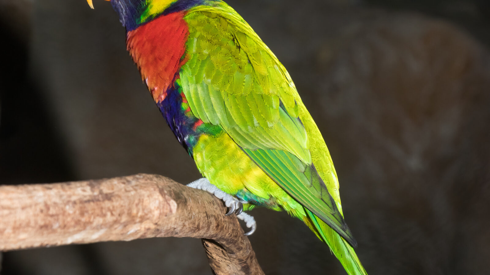 Sunset Lorikeet