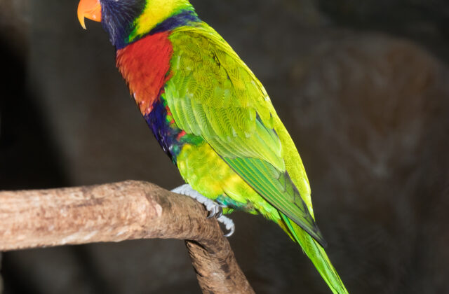 Sunset Lorikeet
