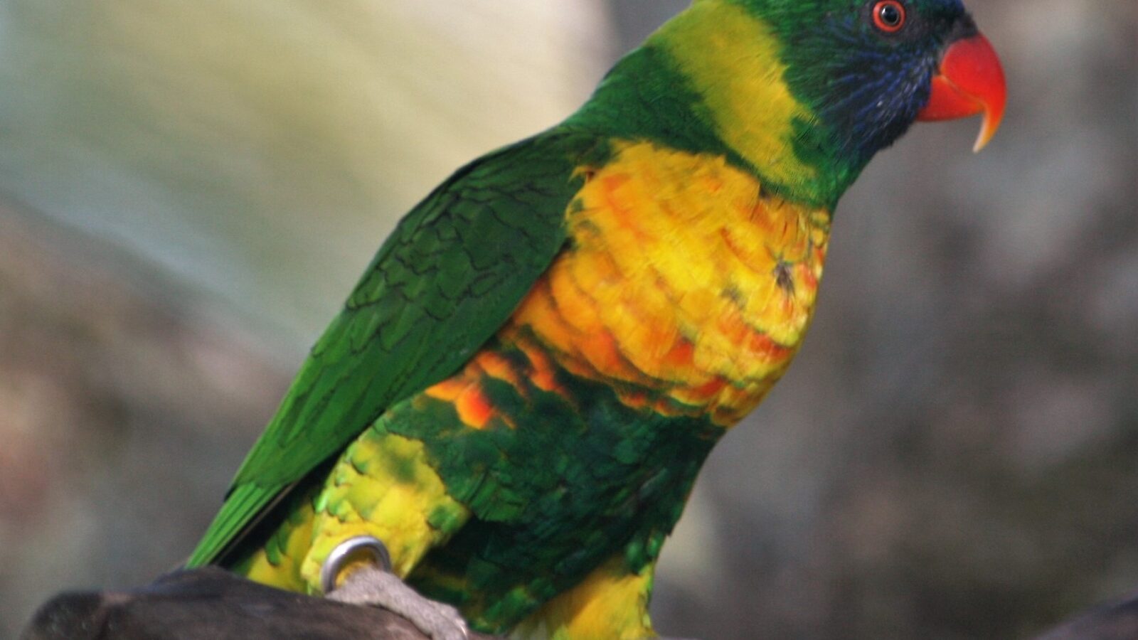 Marigold Lorikeet