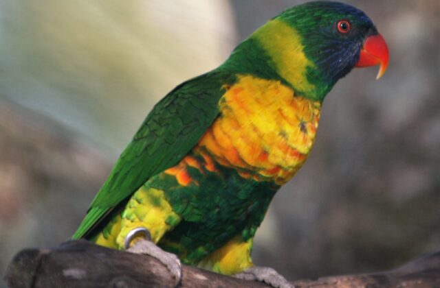 Marigold Lorikeet