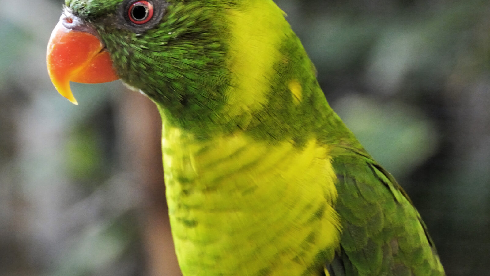 Leaf Lorikeet