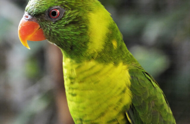Leaf Lorikeet