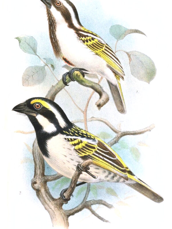 Black-throated Barbet