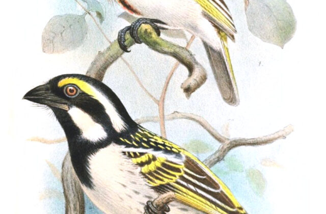 Black-throated Barbet