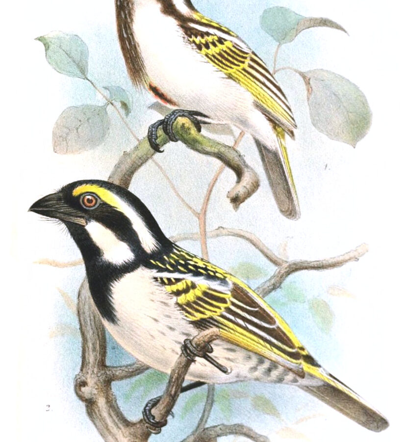 Black-throated Barbet