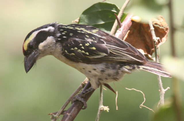 Red-fronted Barbet