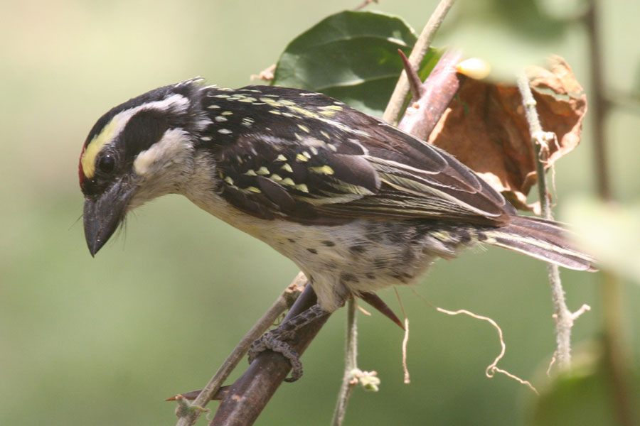 Red-fronted Barbet