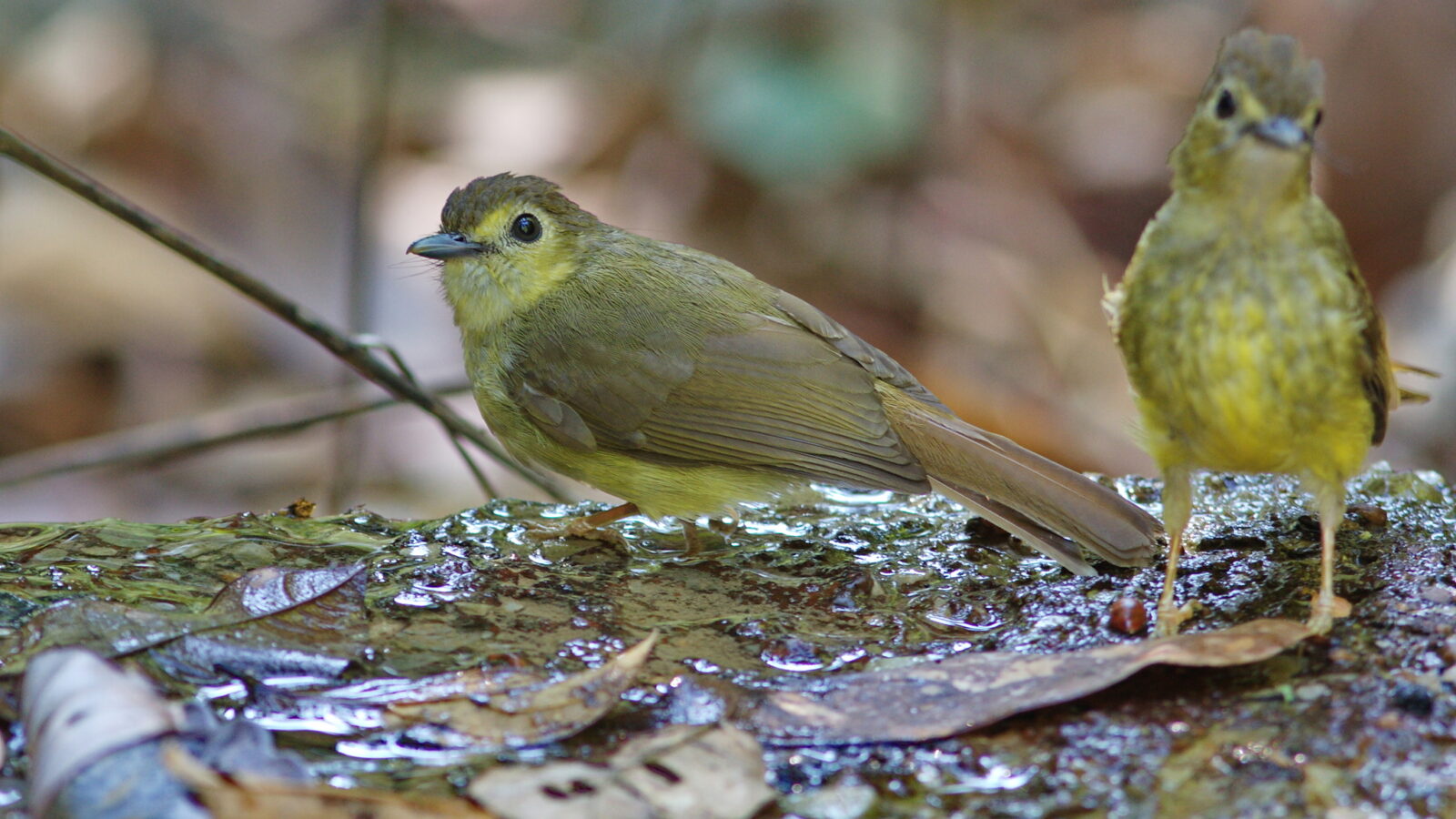 Hairy-backed Bulbul