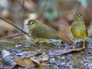 Hairy-backed Bulbul