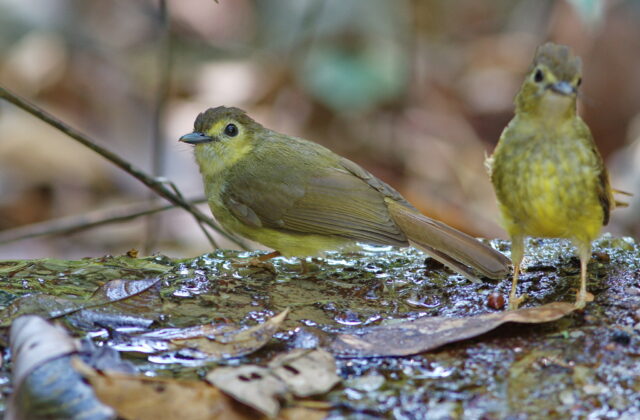 Hairy-backed Bulbul