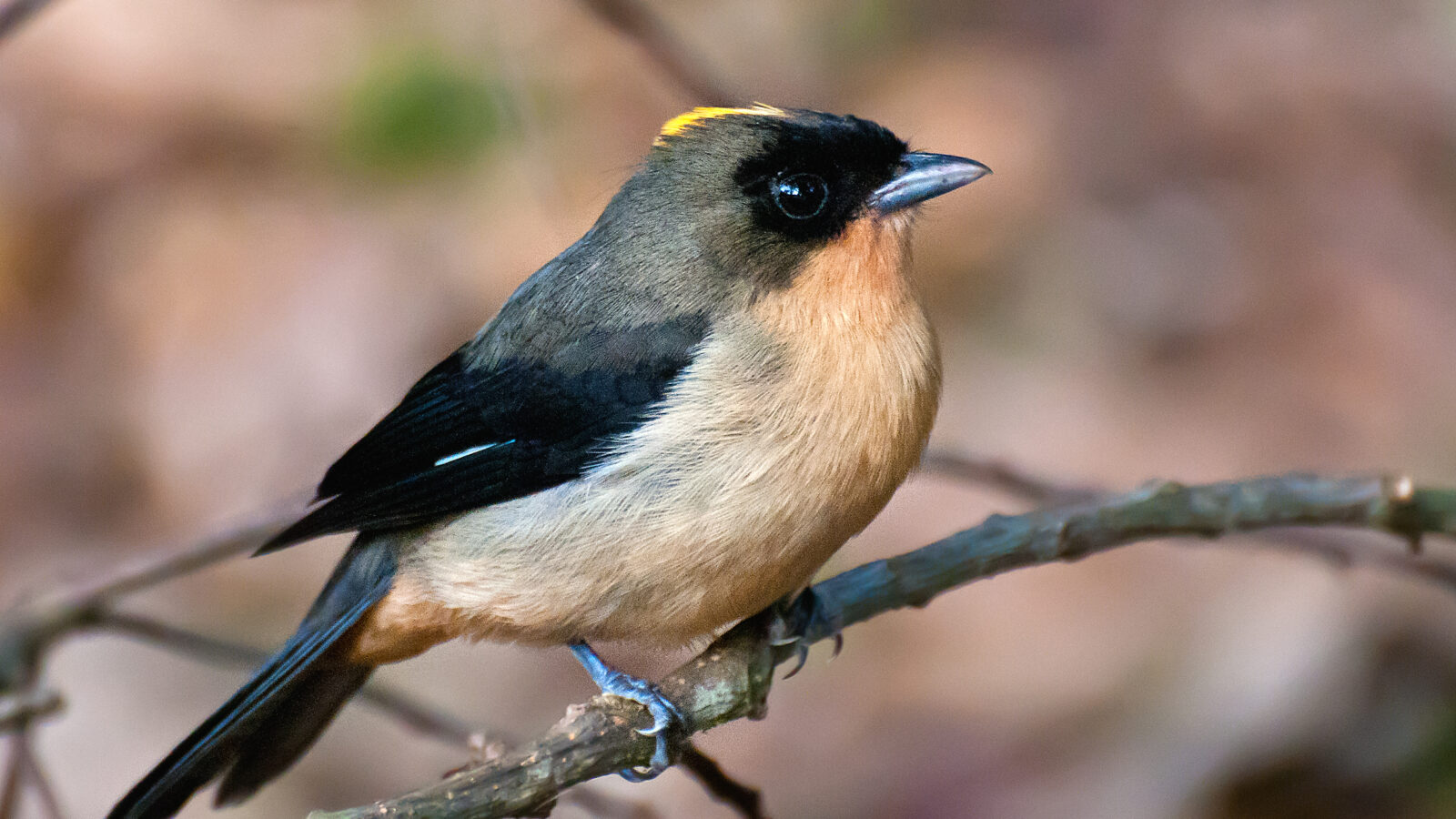 Black-goggled Tanager