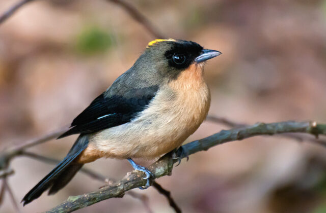 Black-goggled Tanager