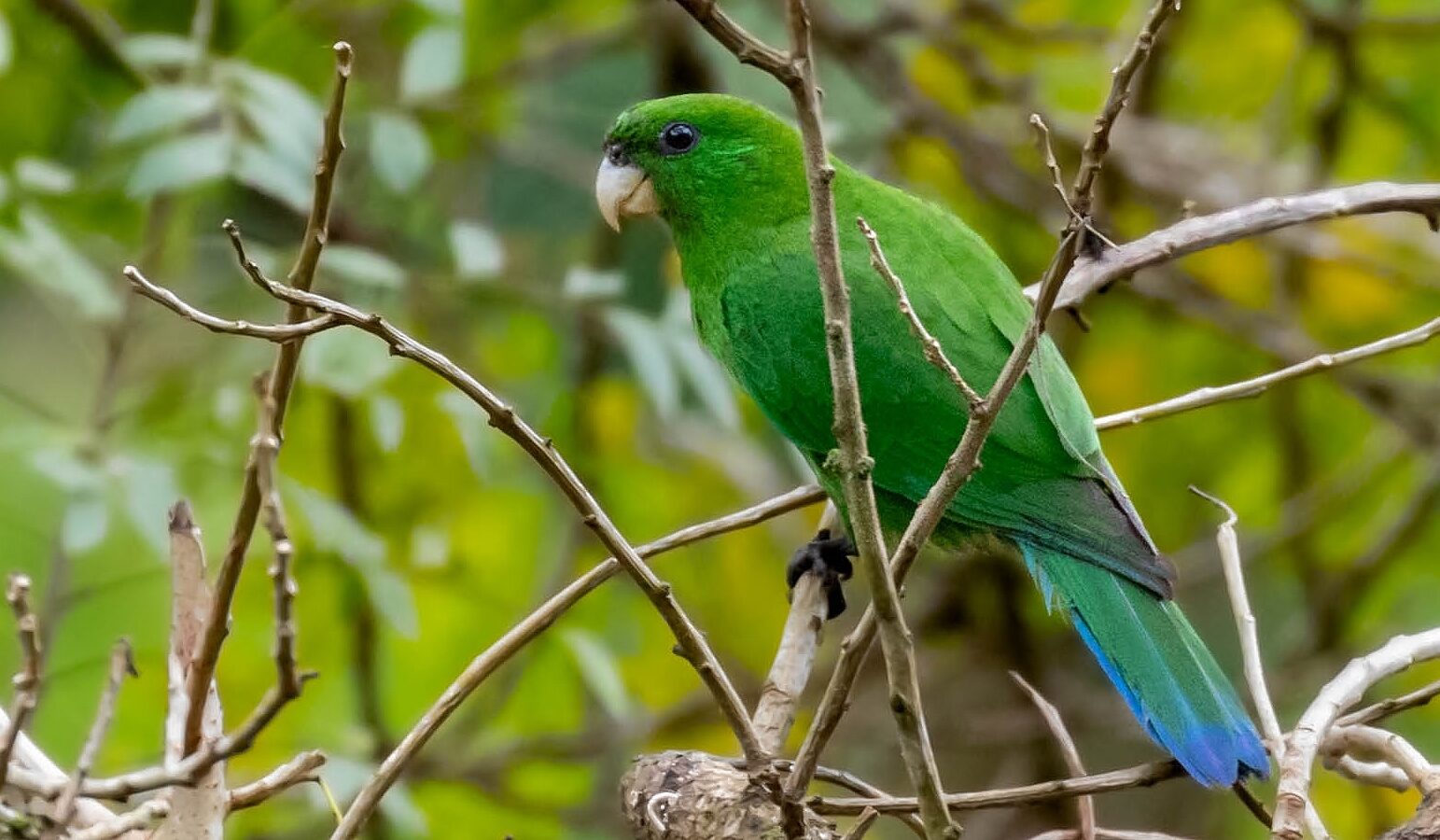 Blue-bellied Parrot