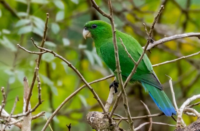 Blue-bellied Parrot