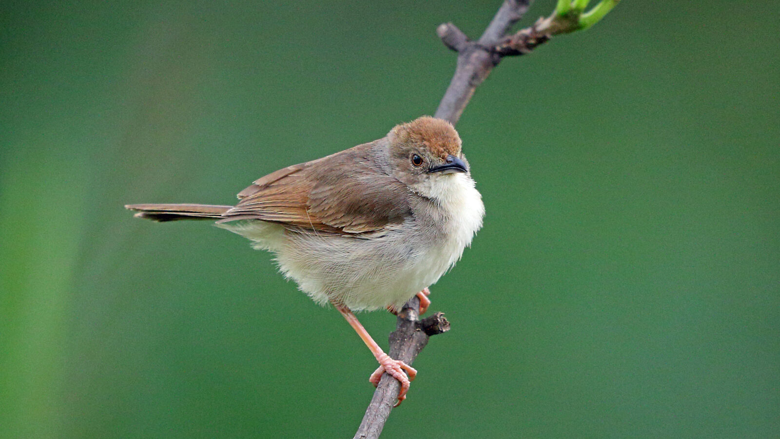 Trilling Cisticola