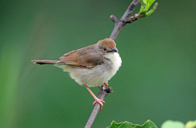 Trilling Cisticola