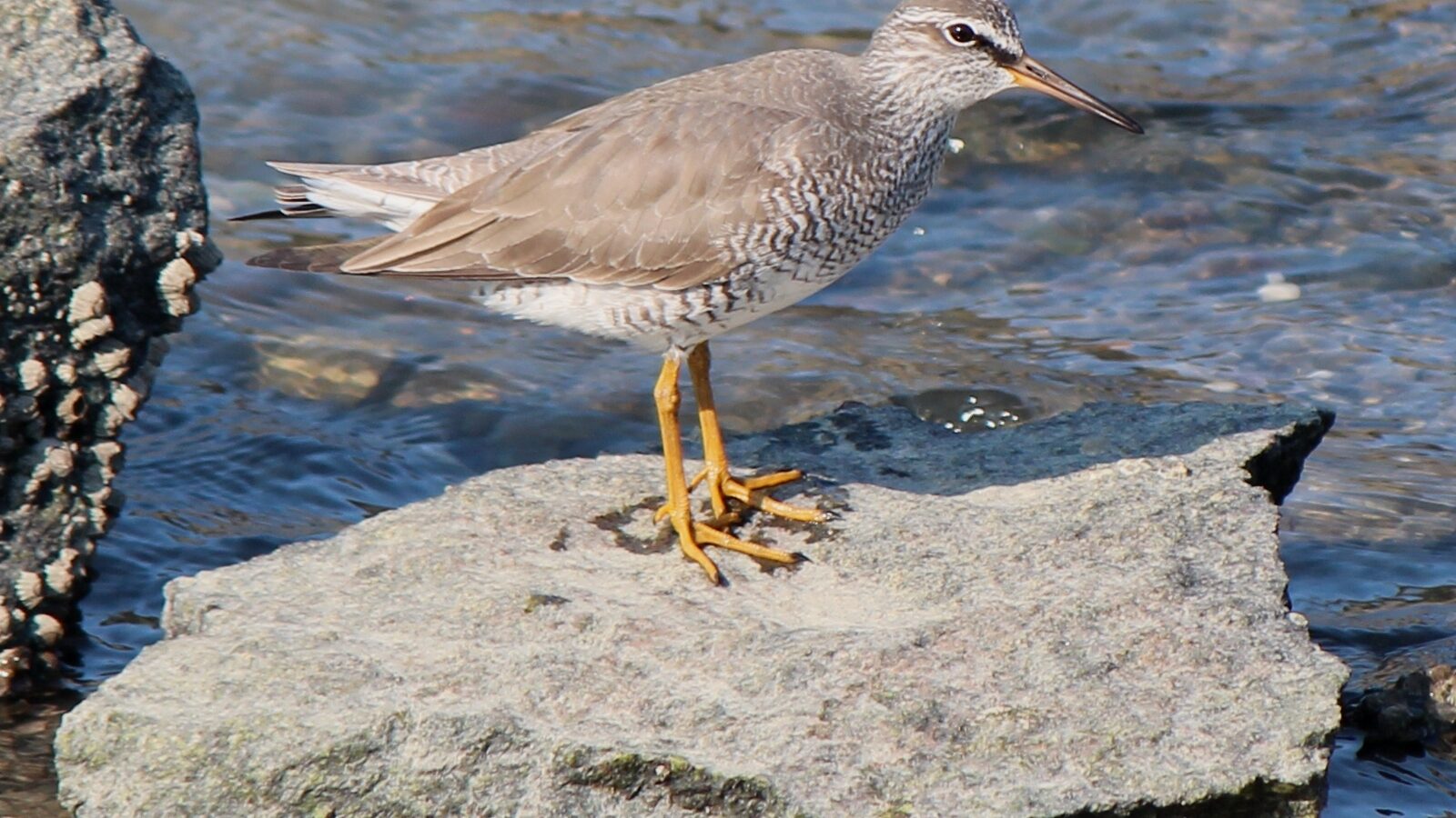 Grey-tailed Tattler