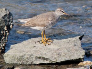 Grey-tailed Tattler