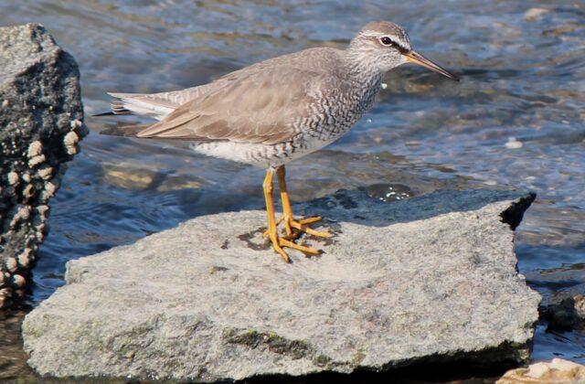 Grey-tailed Tattler