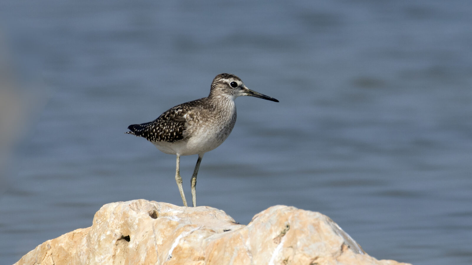 Wood Sandpiper
