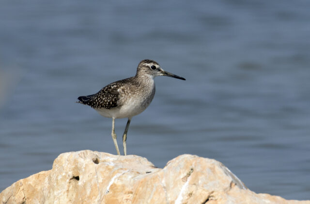 Wood Sandpiper
