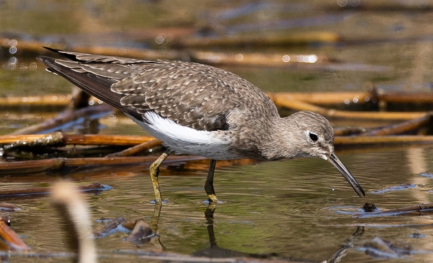 Solitary Sandpiper