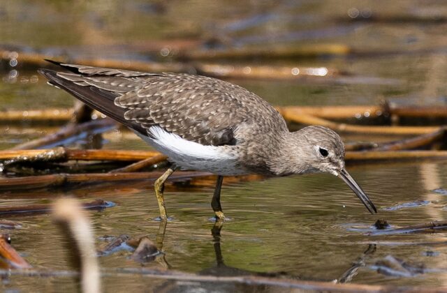 Solitary Sandpiper