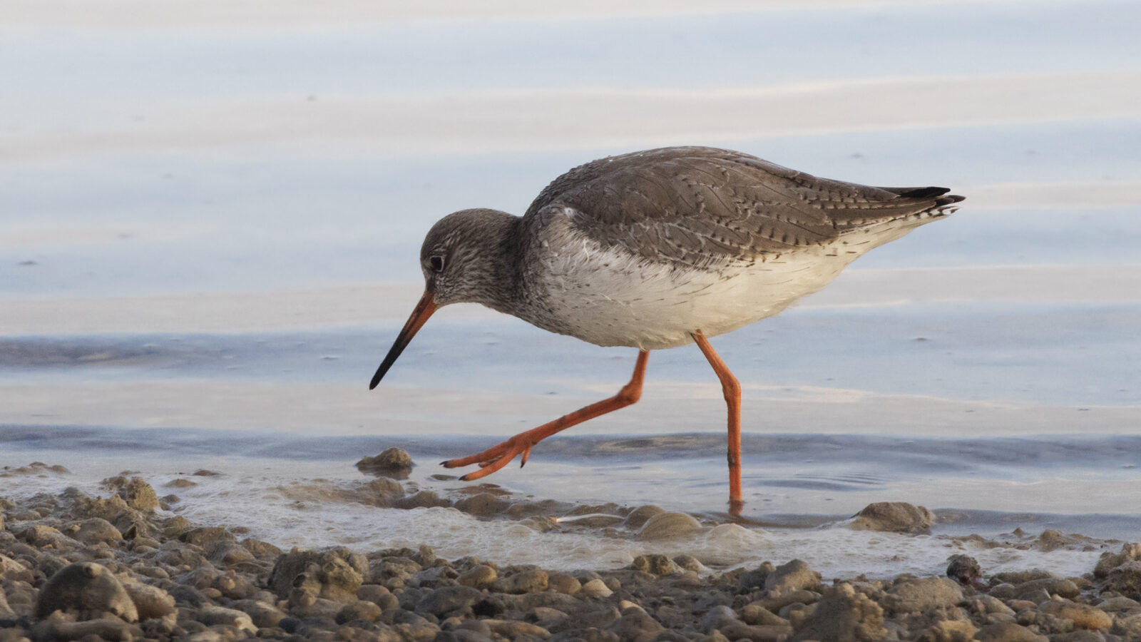 Common Redshank