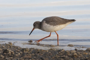 Common Redshank