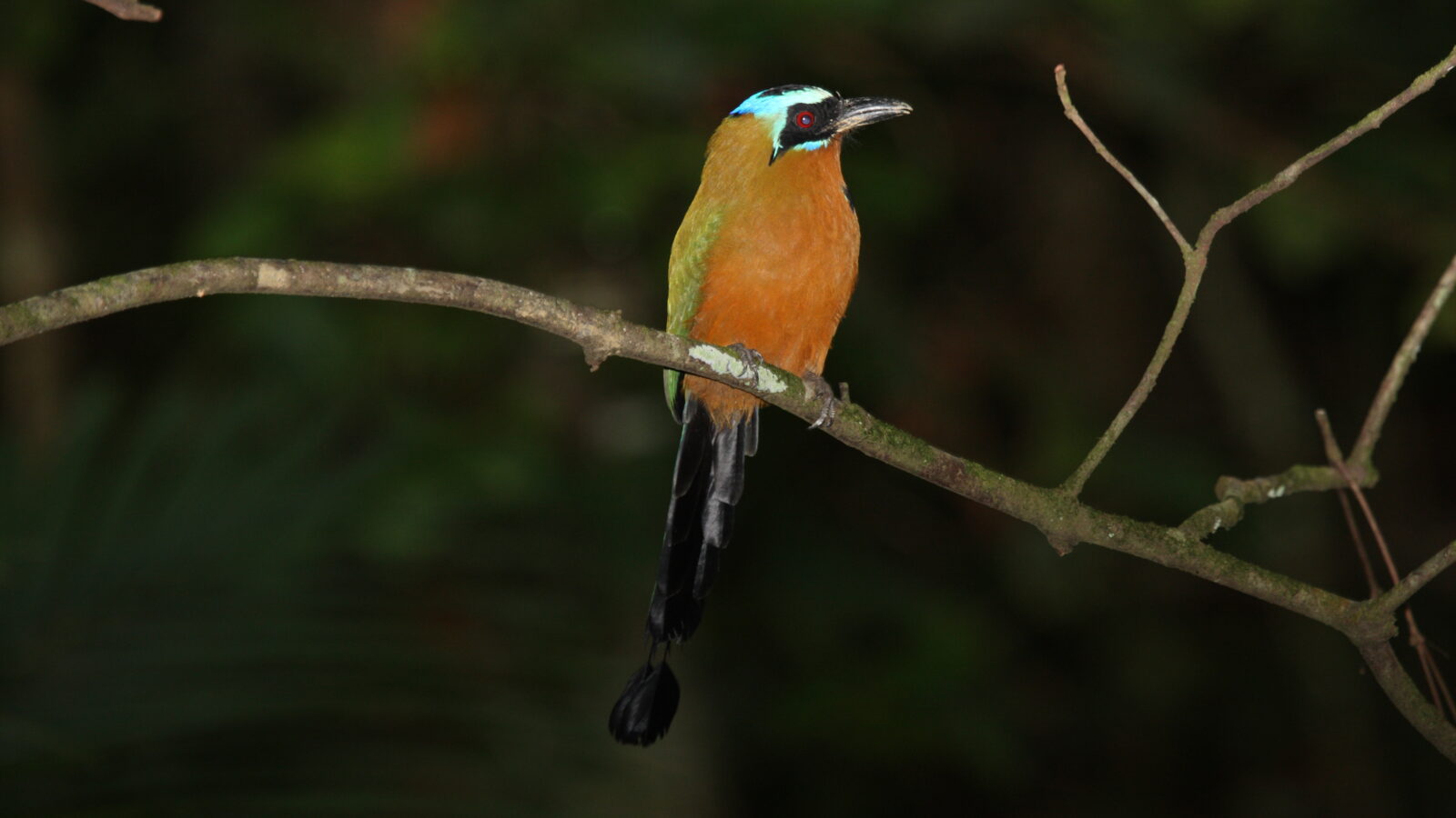 Trinidad Motmot