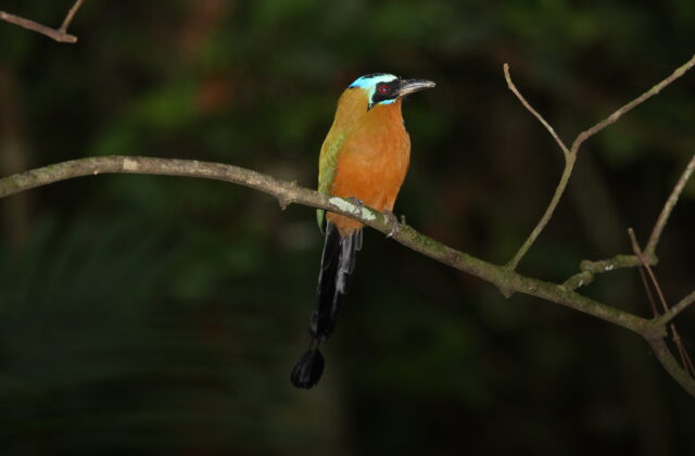 Trinidad Motmot