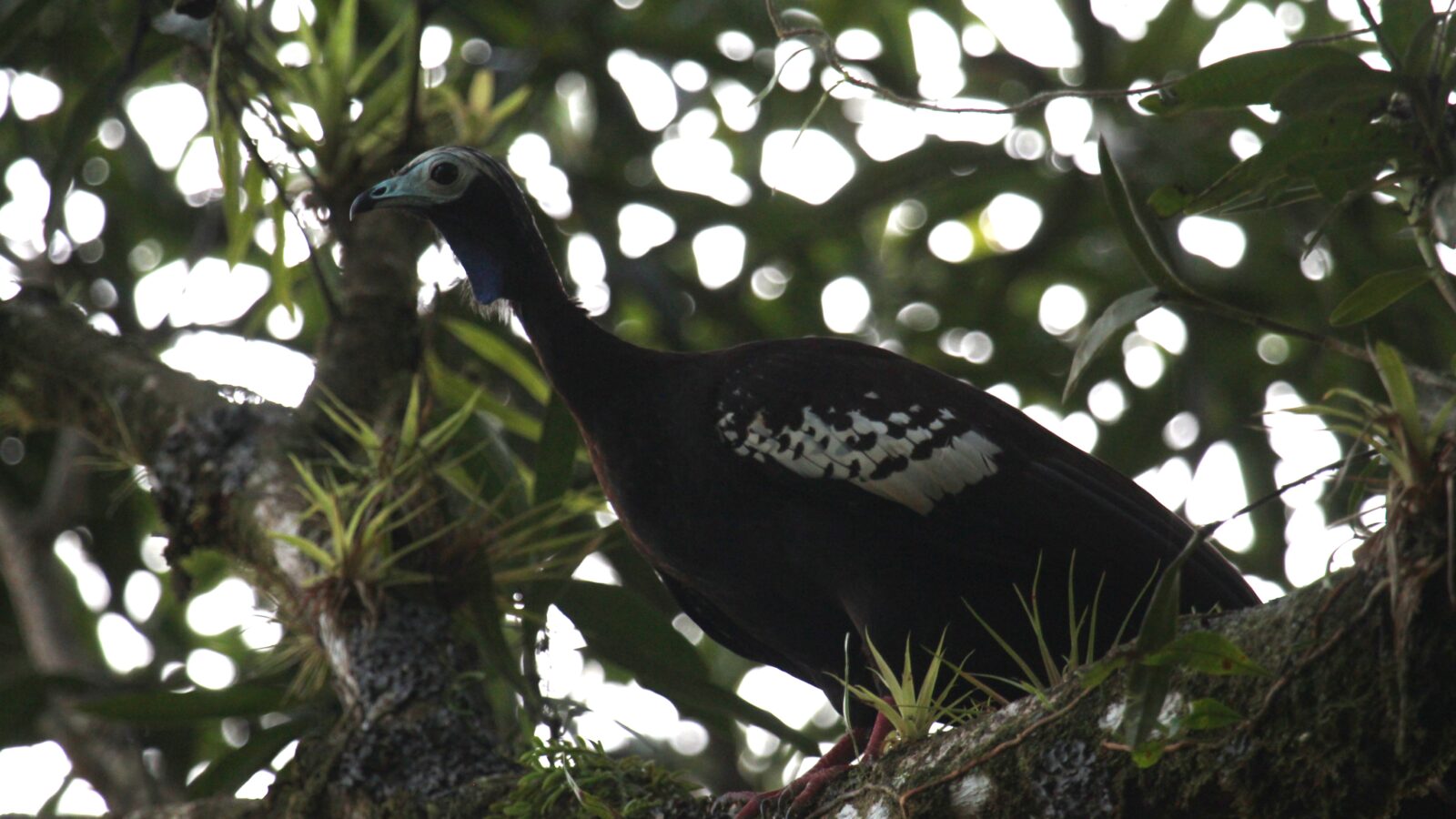 Trinidad Piping Guan